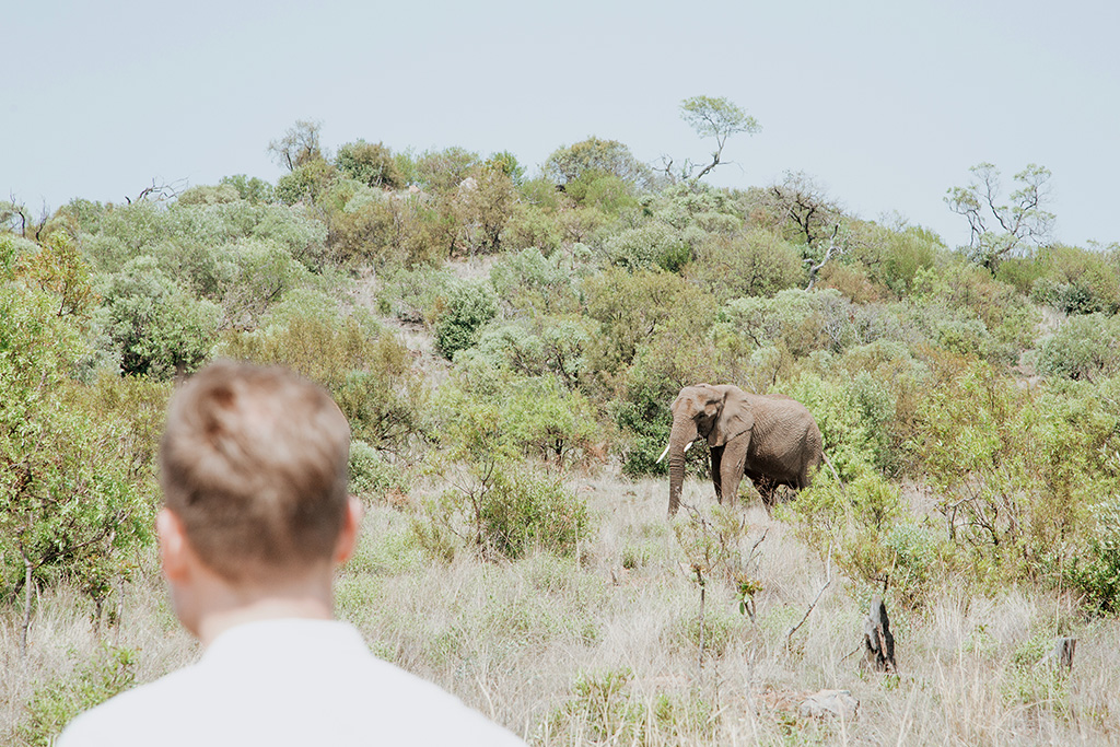 South Africa Elephant Photoshoot 11