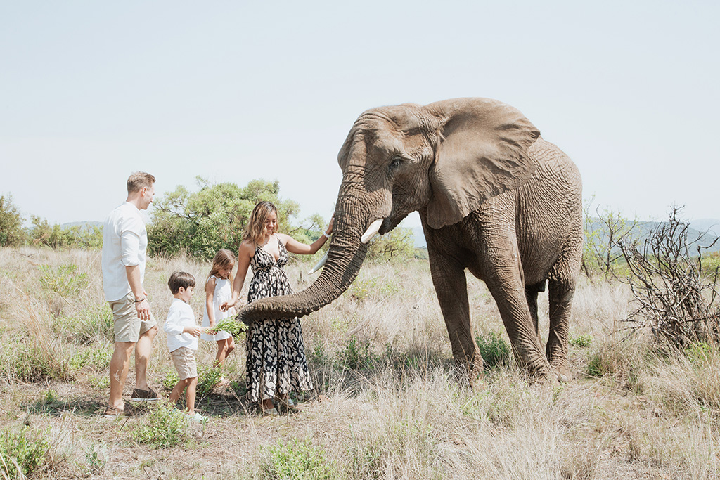 South Africa Elephant Photoshoot 2