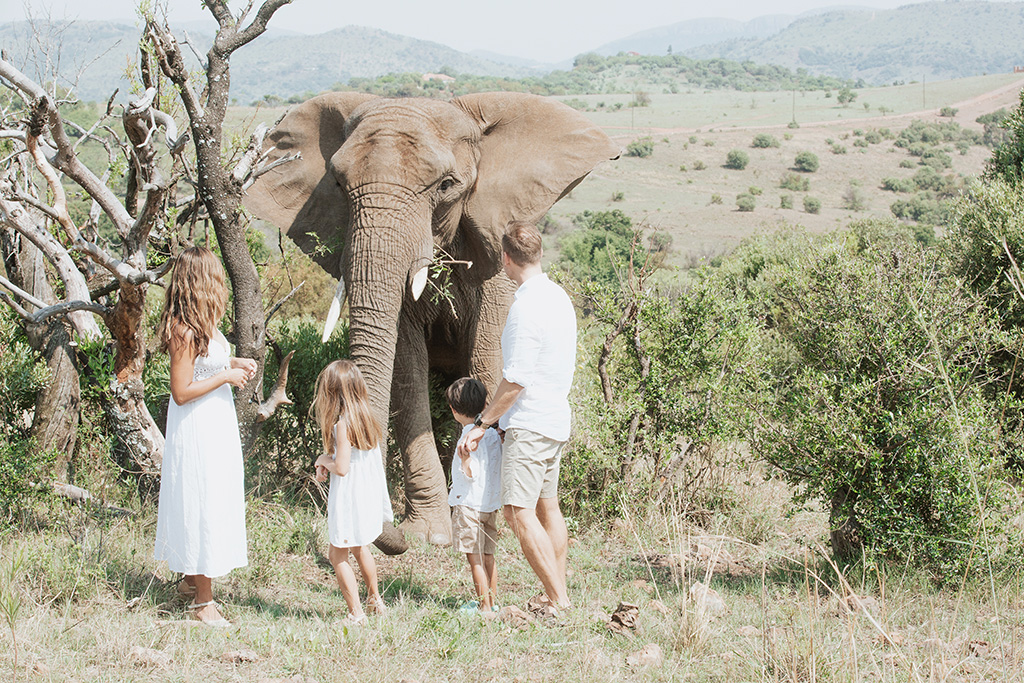 South Africa Elephant Photoshoot 22