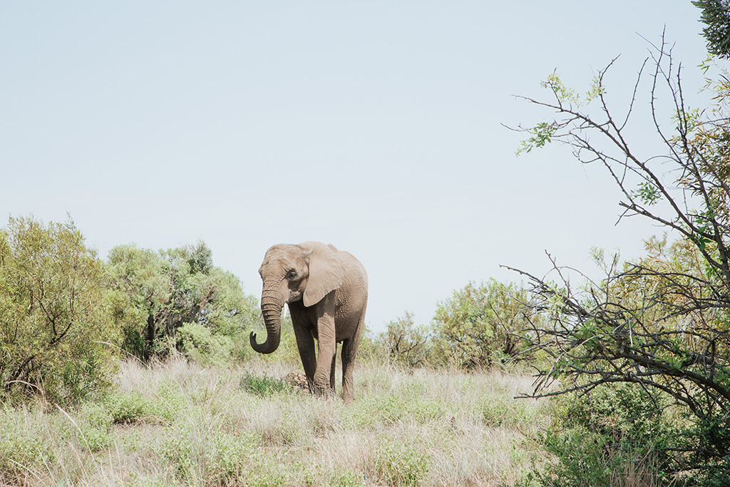 South Africa Elephant Photoshoot 23