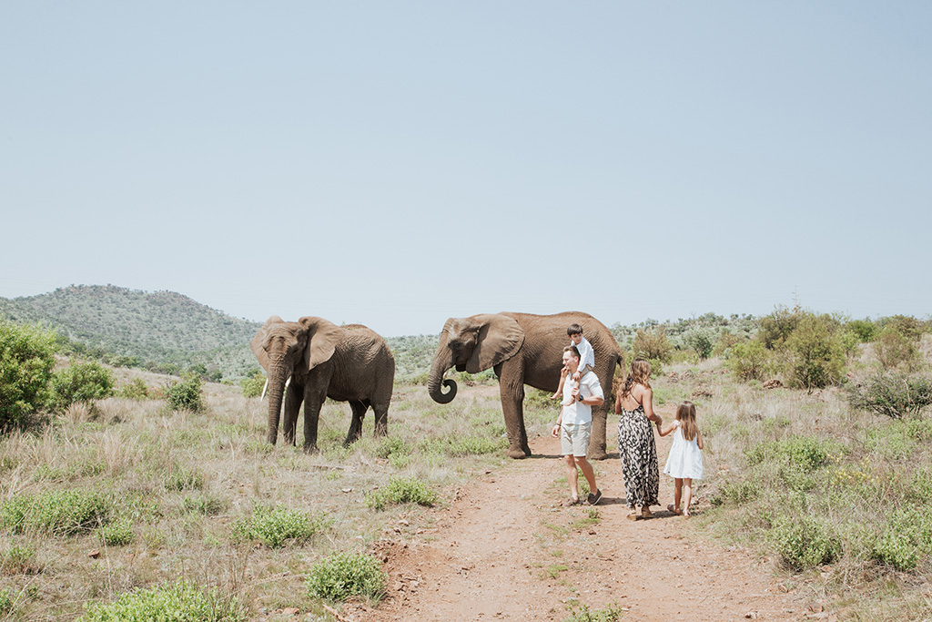 South Africa Elephant Photoshoot 30